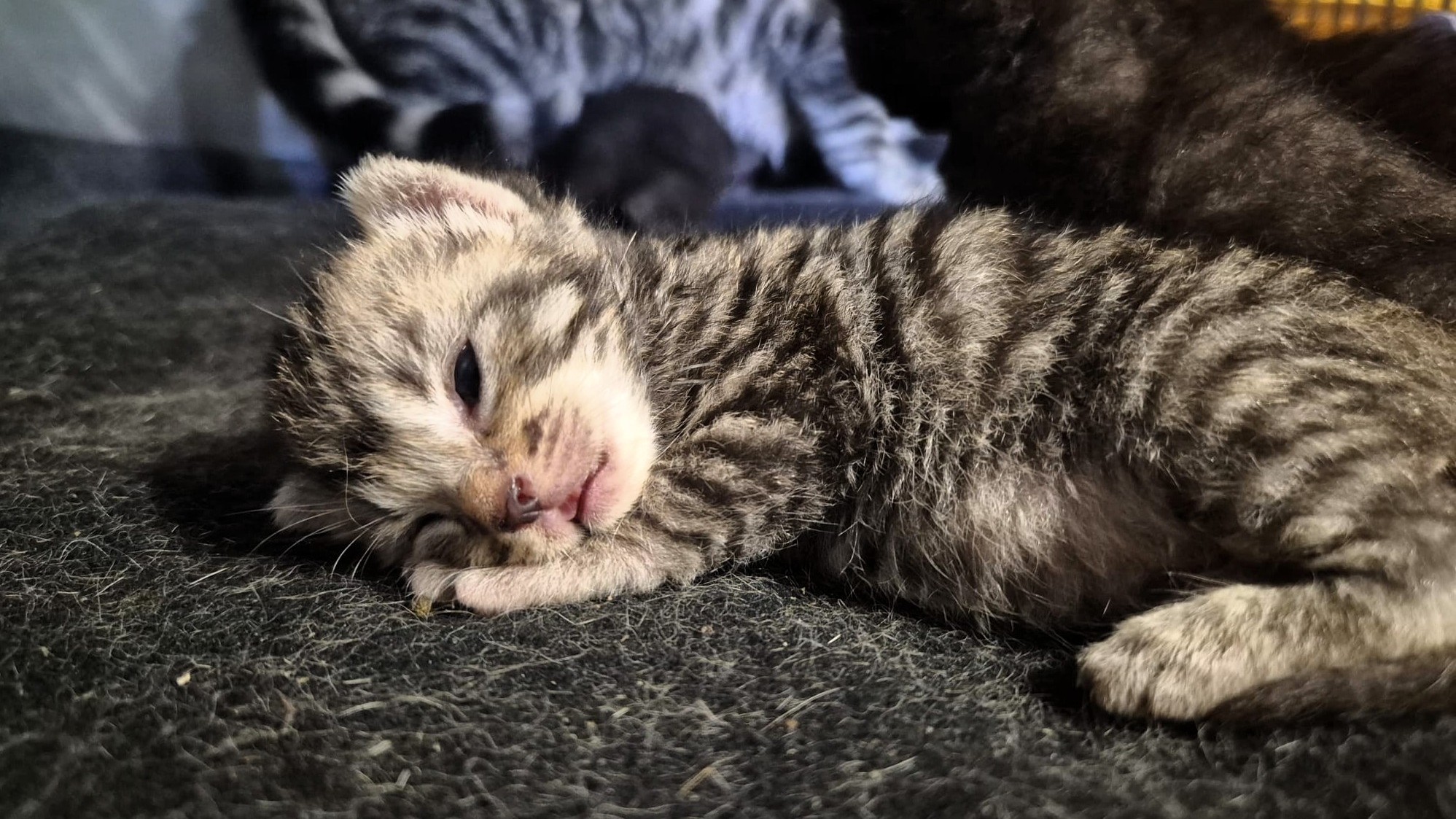 Patitas pequeñas, gran esperanza: Por favor done para nuestros gatitos